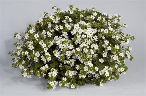 Bacopa sutera cordata Scopia Gulliver White Imp | Lucas Greenhouses