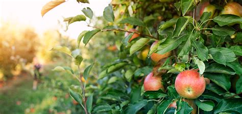 Secrets of Successful Apple Harvesting - AGRIVI