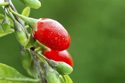 Can Goji Berries Grow In Containers - How To Grow Goji Berries In ...