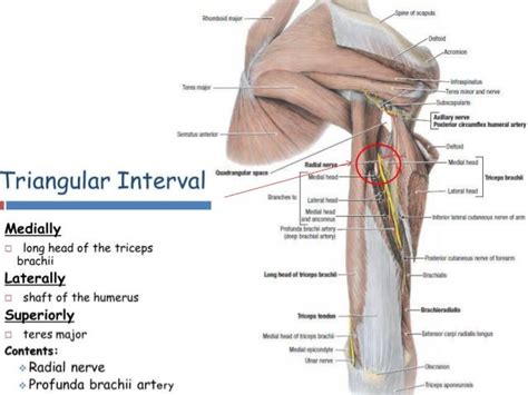 Spiral Fracture Humerus Radial Nerve : Imaging anatomy fractures of the ...