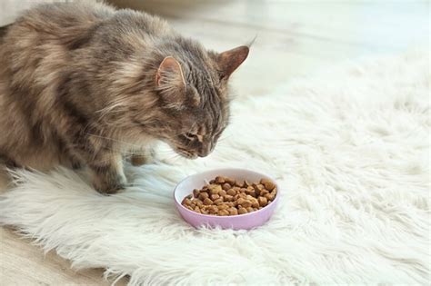 The 6 Best Cat Foods for Maine Coon Cats - Cats.com