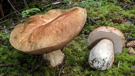 FUNGHI PORCINI AGOSTO 2016 - Bosco delle Fiabe [Carinzia-Austria] - YouTube