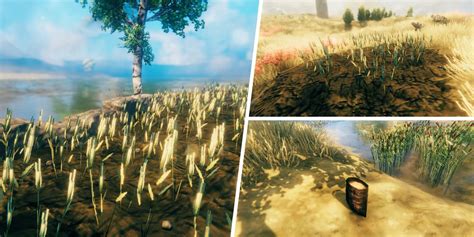 Valheim: How To Find & Farm Barley