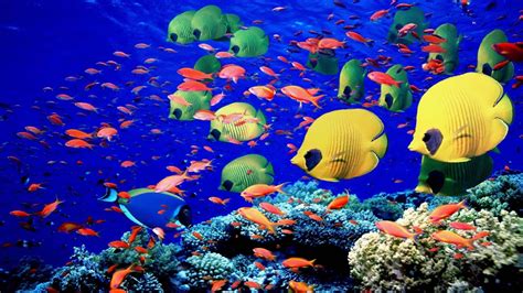 Animals fishes underwater swim coral reef colors bright sea life ...