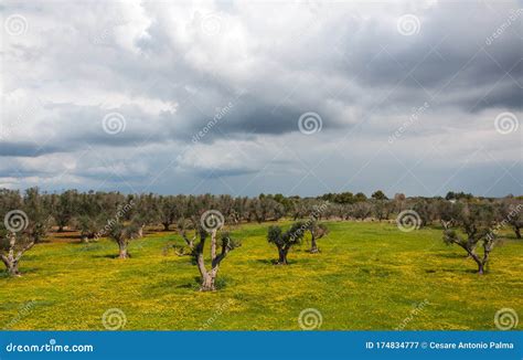 Infested Olive Trees Bacterium Xylella Fastidiosa, Salento, South Italy ...