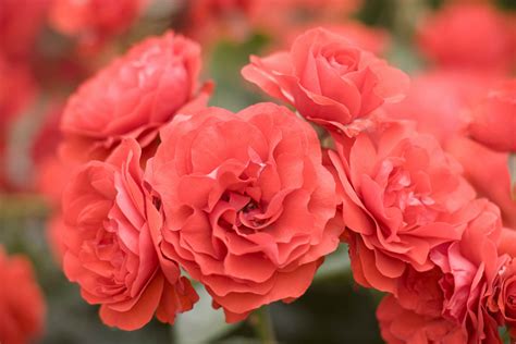 Floribunda Roses - Louie's Nursery & Garden Center Riverside CA