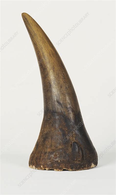 Rhinoceros horn - Stock Image - C019/8396 - Science Photo Library