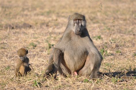 baboon – Free To Use Images