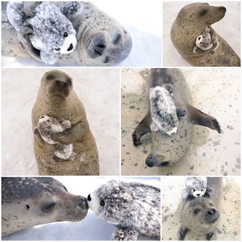 This earless seal was rescued and fell in love with a little friend : r ...