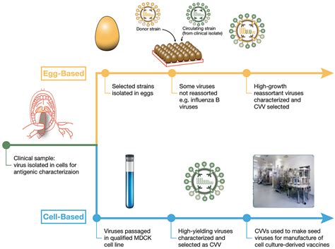 Influenza Vaccine Production