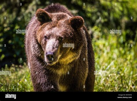 Grizzly Bear, Montana Wildlife Stock Photo - Alamy