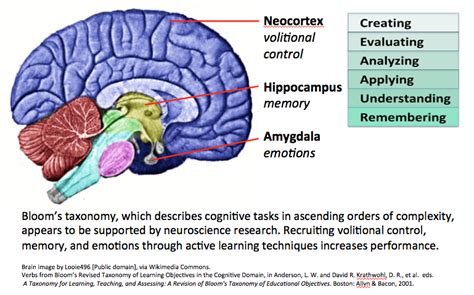 Neuroscience and How Students Learn | GSI Teaching & Resource Center