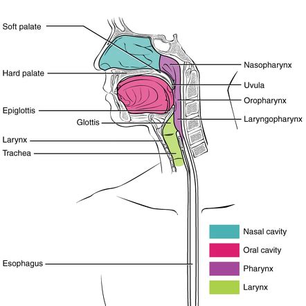 Oropharynx | Radiology Reference Article | Radiopaedia.org