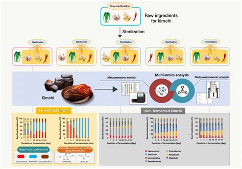 Lactic acid bacteria present in kimchi cabbag | EurekAlert!