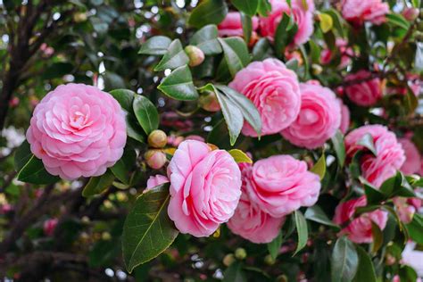 National Plant Network 1-Gallon Pink Camellia Flowering Shrub In Pot ...