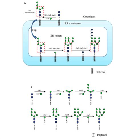 | (A) The dolichol-linked oligosaccharide (DLO) biosynthesis pathway ...