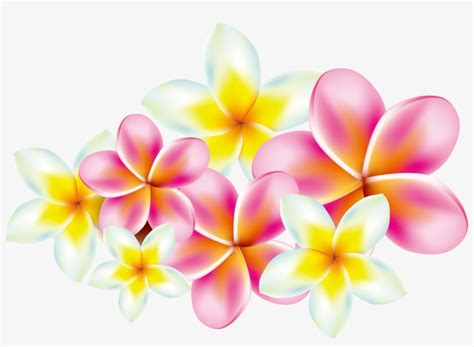 Flower Frangipani Clip Art - Free Plumeria Border Png Transparent PNG ...