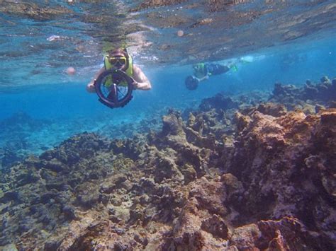 Cruising the reef - Picture of Aruba Bob Snorkeling, Savaneta - TripAdvisor