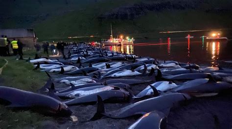 A Record 1,428 Dolphins Are Slaughtered in ‘Inhumane’ Faroe Islands Hunt