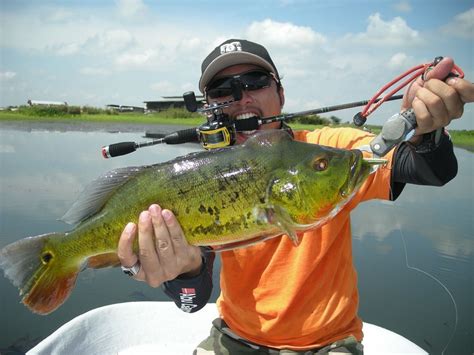 Techniques for Catching Peacock Bass