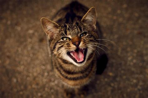 Cat Meow Sounds and What They Mean | LoveToKnow