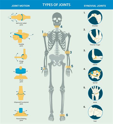 Types of Human body joints consist Ball, hinge, pivot, gliding, and ...