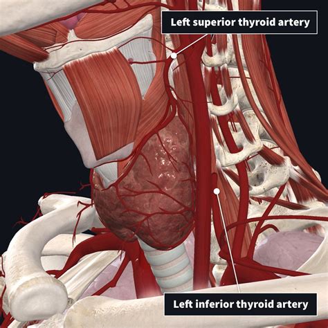 Thyroid Gland Anatomy