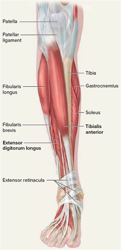 Lower Leg Anatomy Tendons : Tendons And Ligaments In Foot And Leg ...