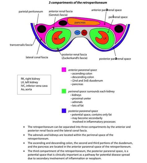 Retroperitoneal Spaces - Anatomy | Human anatomy and physiology ...