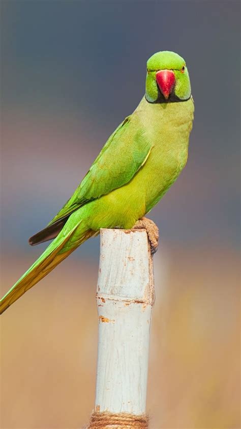 Flying green parrot Wallpapers Download | MobCup