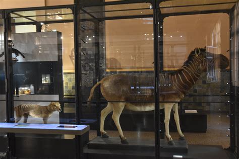 Thylacine and Quagga Specimens, Museum für Naturkunde, Berlin, 7th June ...