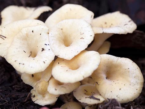 How to grow your own edible mushrooms | lovethegarden