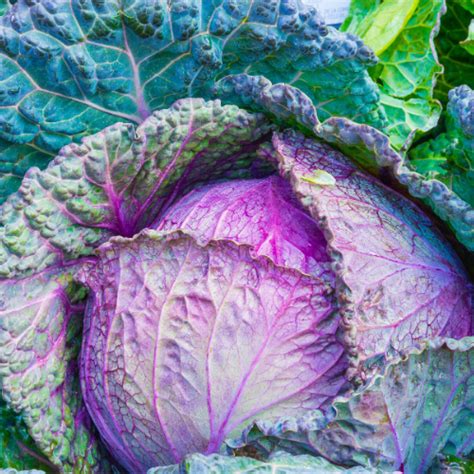 Cabbage-Purple - EarthyMamma