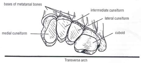 transverse foot arch | CoreWalking