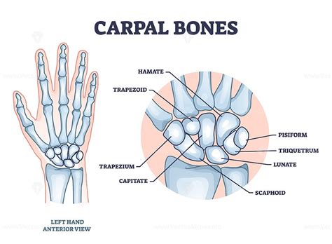 Carpal bones with hand palm skeletal structure and anatomy outline ...