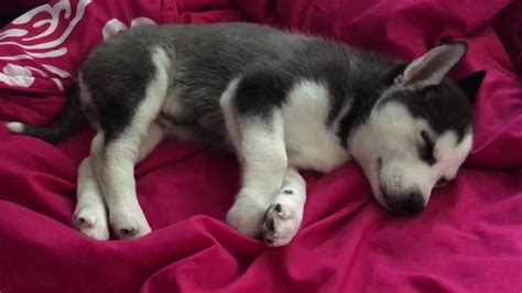 Cute Husky Puppy Sleeping - YouTube