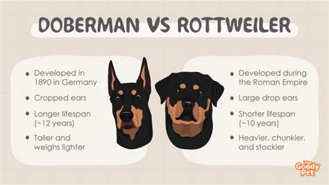 Doberman Vs Rottweiler Fight