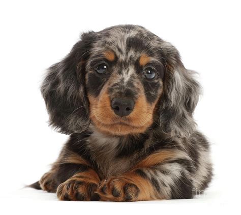 How Much Do Dapple Dachshund Puppies Cost