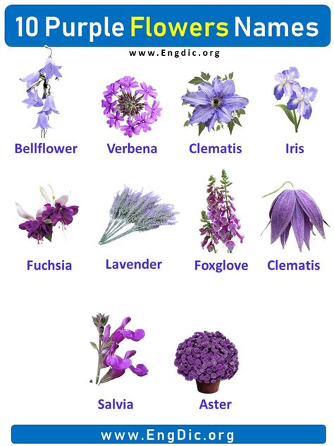 10 Purple Flowers names with Pictures, Flower Names | Purple flower ...