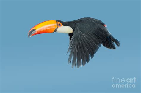 Toco Toucan In Flight Photograph by Anthony Mercieca - Pixels