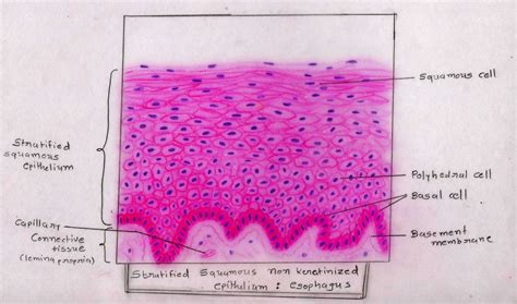 Stratified Squamous Epithelium Basement Membrane | SexiezPix Web Porn