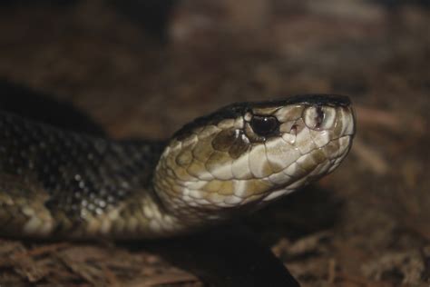 How to Identify a Cottonmouth Snake | Sciencing