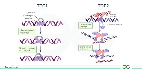 Topoisomerase - Types, Inhibitors, and Role in DNA Replication ...