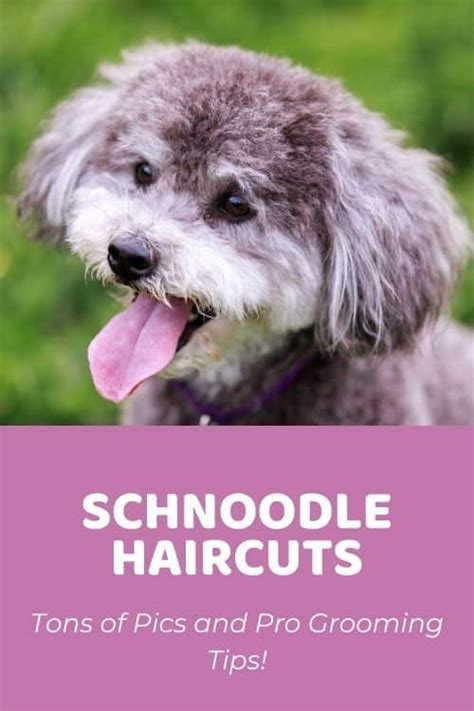 Top 5 Schnoodle Haircuts (Lots of Pics!) & Grooming Tips! - Doodle Doods