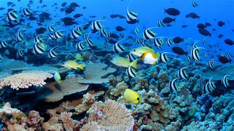 Coral reef ecosystems | National Oceanic and Atmospheric Administration