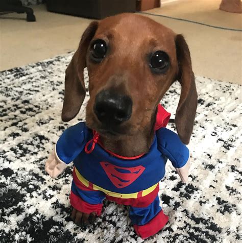 10 Best Wiener Dog Costumes For Halloween [PICTURES] | Dog halloween ...