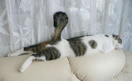 25 Funny Pictures Of Sleeping Animals | Wallpapers Pictures Lovers