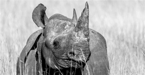 Black rhino - Africa Geographic