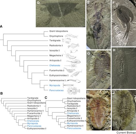 The Phylogeny and Evolutionary History of Arthropods: Current Biology