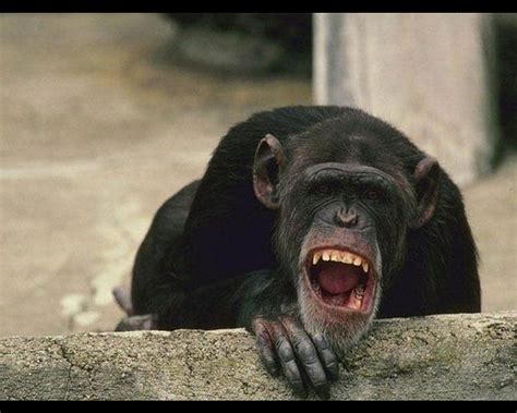 3840x2160px, 4K free download | Laughing chimp, primate, cute, chimp ...